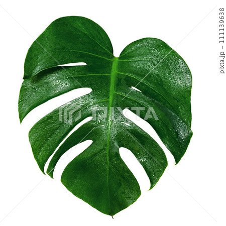 Green leaves pattern,leaf monstera with water drop isolated 111139638