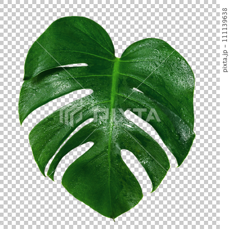 Green leaves pattern,leaf monstera with water drop isolated 111139638