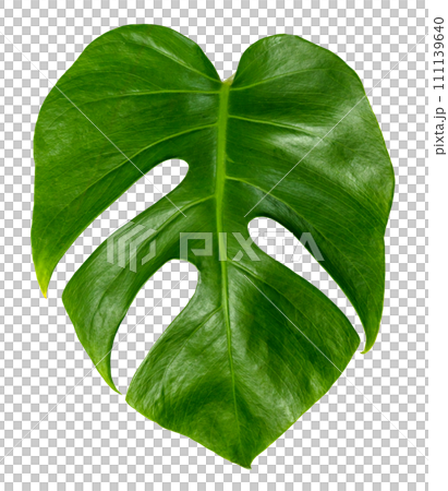 monstera leaf isolate ,green leaves pattern 111139640