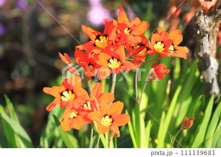 色鮮やかなスパラキシス 111139681