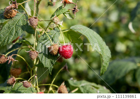 Ripe and unripe raspberry in the fruit garden. Growing natural bush of raspberry. Branch of raspberry in sunlight.. Ripe and unripe raspberry in the fruit garden. Growing natural bush of raspberry. Branch of raspberry in sunlight.. 111139861