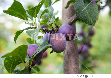 Plum tree branch with ripe juicy fruits on sunset light.. 111139865