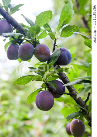 Plum tree branch with ripe juicy fruits on sunset light.. 111139866