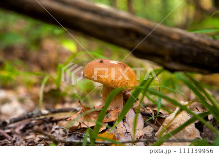 Boletus mushroom in the wild. Porcini mushroom grows on the forest floor at autumn season.. Boletus mushroom in the wild. Porcini mushroom grows on the forest floor at autumn season.. 111139956