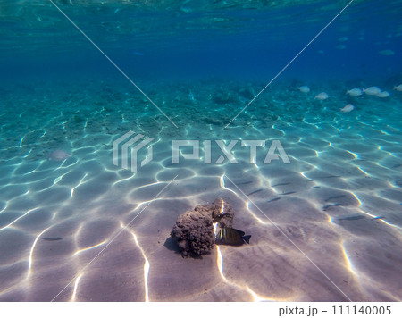 Shoal of Sargos or White Seabream swimming at the coral reef in the Red Sea, Egypt.. Shoal of Sargos or White Seabream swimming at the coral reef in the Red Sea, Egypt.. 111140005
