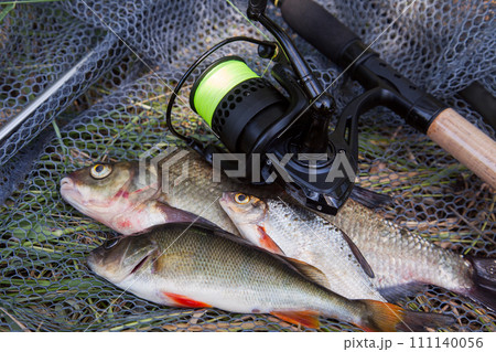 Assort kinds of fish -  freshwater common bream, common perch or European perch, white bream or silver bream and fishing rod with reel on black fishing net.. 111140056