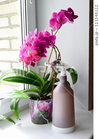 Person wiping house dust from houseplants leaves in springtime with soft cloth. Spring houseplant care concept. Orchid are commonly known as spath or peace lilies growing in pot in home room. Person wiping house dust from houseplants leaves in springtime with soft cloth. Spring houseplant care concept. Orchid are commonly known as spath or peace lilies growing in pot in home room. 111140112