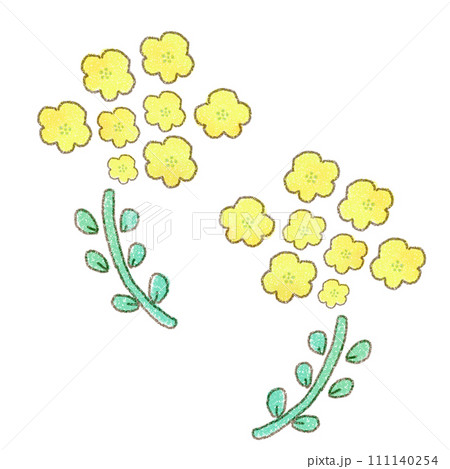 菜の花のかわいい手描きイラストのイラスト素材 [111140254] - PIXTA