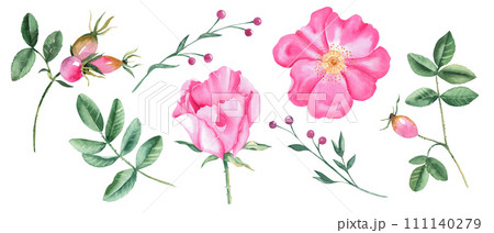 Watercolor set of dog rose flowers, leaves and green branches with pink berries isolated on white background. Botanical hand drawn illustration. 111140279