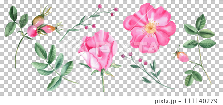 Watercolor set of dog rose flowers, leaves and green branches with pink berries isolated on white background. Botanical hand drawn illustration. 111140279
