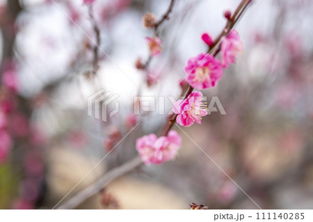 八重寒紅 紅梅 梅の木 梅林 春の花 春素材 【神奈川県】 八重寒紅 紅梅 梅の木 梅林 春の花 春素材 【神奈川県】 111140285