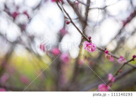 八重寒紅 紅梅 梅の木 梅林 春の花 春素材 【神奈川県】 111140293