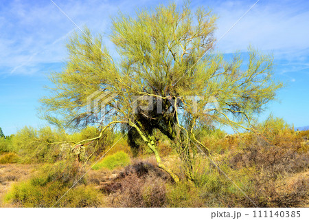 Palo Verde Tree, Sonora Desert, Mid Summer Palo Verde Tree, Sonora Desert, Mid Summer 111140385