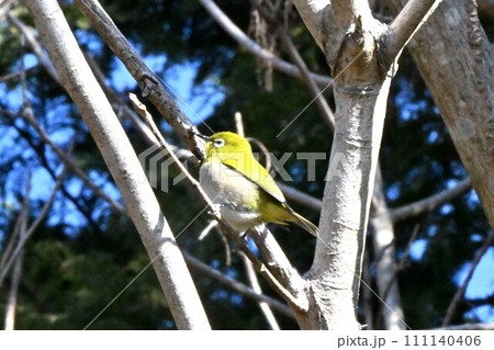 木の枝にとまるメジロ 111140406