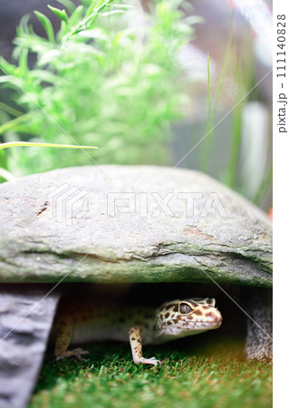 レオパの日常　レオパ 111140828