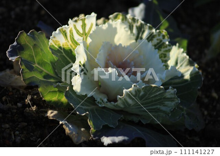 朝日に照らされる葉牡丹 朝日に照らされる葉牡丹 111141227