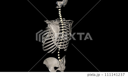 The ligamenta flava are a series of ligaments that connect the ventral parts of the laminae of adjacent vertebrae The ligamenta flava are a series of ligaments that connect the ventral parts of the laminae of adjacent vertebrae 111141237