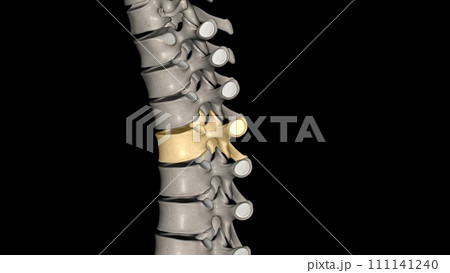 Thoracic Vertebral, T4 111141240