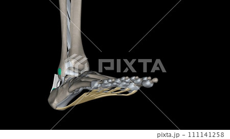 The Plantar aponeurosis is the modification of Deep fascia, which covers the sole 111141258