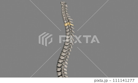 Twelve vertebrae are located in the thoracic spine and are numbered T-1 to T-12 Twelve vertebrae are located in the thoracic spine and are numbered T-1 to T-12 111141277