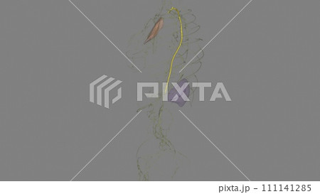 The function of the thoracic duct is to transport lymph back into the circulatory system The function of the thoracic duct is to transport lymph back into the circulatory system 111141285