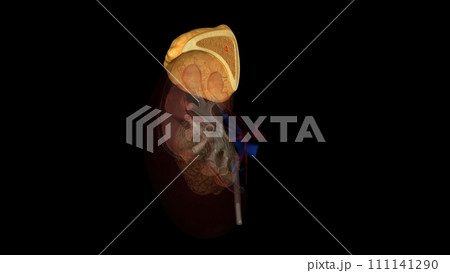 Suprarenal gland, Adrenal gland 111141290