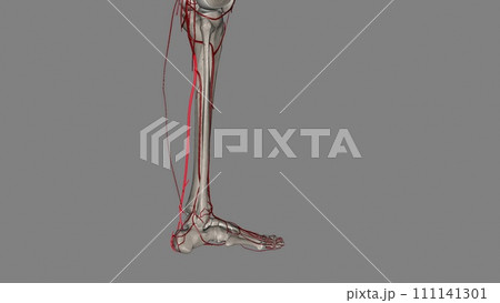 The posterior tibial artery commences at the lower border of the popliteus as one of the two terminal branches 111141301