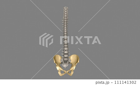 The hip is the area on each side of the pelvis 111141302