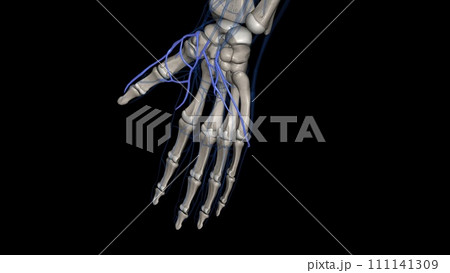 The superficial palmar venous arch consists of a pair of venae comitantes accompanying the superficial palmar arch 111141309