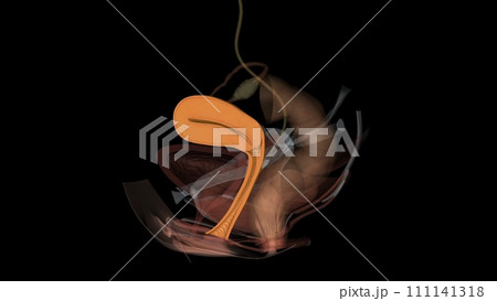 The vagina connects with the uterus, or womb, at the cervix 111141318