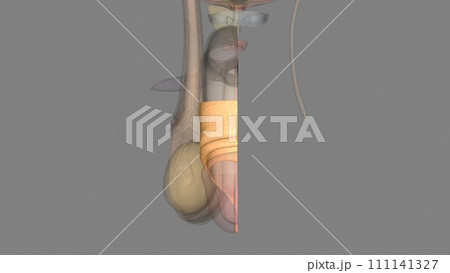 The foreskin is the loose skin covering the head (glans) of the penis 111141327
