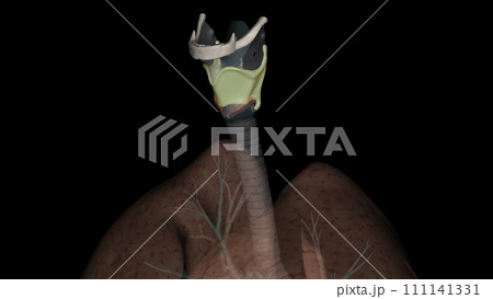 The thyrohyoid membrane (or hyothyroid membrane) is a broad, fibro-elastic sheet of the larynx 111141331