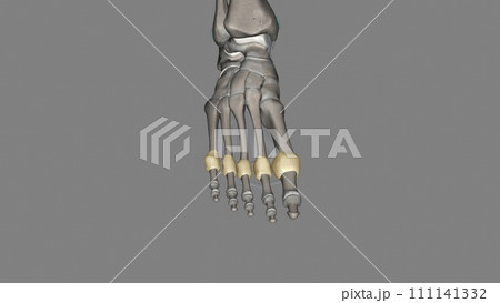 Metatarsophalangeal joint capsule 111141332