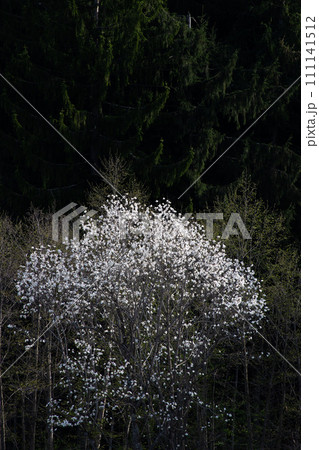 春の野山の満開のコブシの花 春の野山の満開のコブシの花 111141512