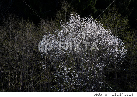 春の野山の満開のコブシの花 春の野山の満開のコブシの花 111141513