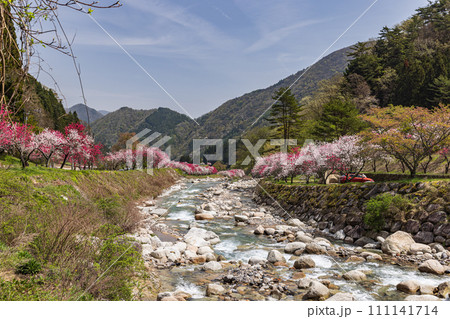 長野県阿智村 花桃の里に咲く満開の花桃 長野県阿智村 花桃の里に咲く満開の花桃 111141714
