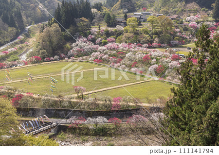長野県阿智村 花桃の里に咲く満開の花桃 長野県阿智村 花桃の里に咲く満開の花桃 111141794
