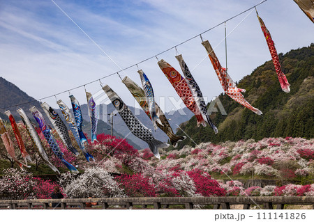 長野県阿智村 花桃の里に咲く満開の花桃 長野県阿智村 花桃の里に咲く満開の花桃 111141826
