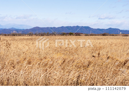 広大な渡良瀬遊水地の葦原 111142079