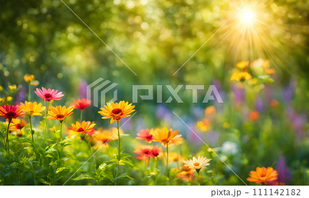 Sunny spring field: Vibrant flowers under the sun 111142182