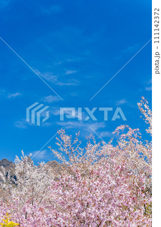 うららかな春に映える阿蘇山(阿蘇五岳・根子岳)と美しい桜が風に靡く風景「阿蘇郡高森町」「サクラミチ」 うららかな春に映える阿蘇山(阿蘇五岳・根子岳)と美しい桜が風に靡く風景「阿蘇郡高森町」「サクラミチ」 111142372