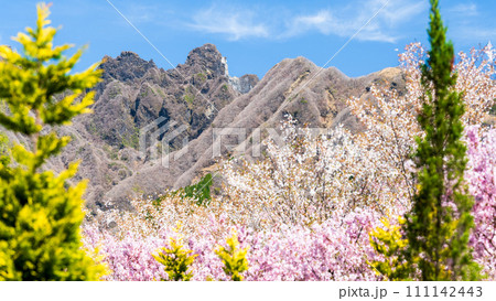 うららかな春に映える阿蘇山を背景に美しい桜と森林が春風に靡く風景「阿蘇郡高森町」「サクラミチ」 うららかな春に映える阿蘇山を背景に美しい桜と森林が春風に靡く風景「阿蘇郡高森町」「サクラミチ」 111142443