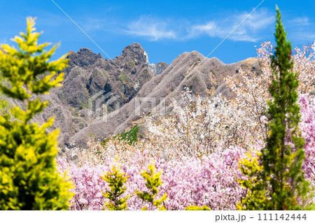 うららかな春に映える阿蘇山を背景に美しい桜と森林が春風に靡く風景「阿蘇郡高森町」「サクラミチ」 うららかな春に映える阿蘇山を背景に美しい桜と森林が春風に靡く風景「阿蘇郡高森町」「サクラミチ」 111142444