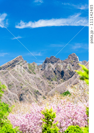 うららかな春に映える阿蘇山を背景に美しい桜が春風に靡く風景「阿蘇郡高森町」「サクラミチ」 うららかな春に映える阿蘇山を背景に美しい桜が春風に靡く風景「阿蘇郡高森町」「サクラミチ」 111142485