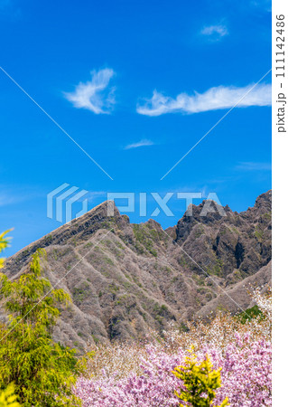 うららかな春に映える阿蘇山を背景に美しい桜が春風に靡く風景「阿蘇郡高森町」「サクラミチ」 うららかな春に映える阿蘇山を背景に美しい桜が春風に靡く風景「阿蘇郡高森町」「サクラミチ」 111142486