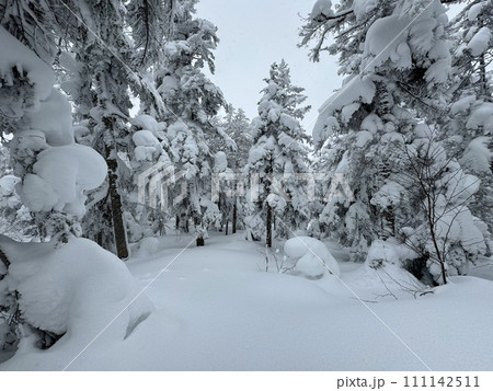 2024年1月の福島県のグランデコのゲレンデトップから登った森の中 2024年1月の福島県のグランデコのゲレンデトップから登った森の中 111142511