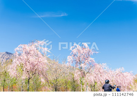 うららかな春に映える阿蘇山を背景に美しい桜が春風に靡く風景「阿蘇郡高森町」「サクラミチ」 うららかな春に映える阿蘇山を背景に美しい桜が春風に靡く風景「阿蘇郡高森町」「サクラミチ」 111142746