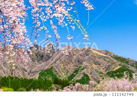 うららかな春に映える阿蘇山を背景に美しい桜が春風に靡く風景「阿蘇郡高森町」「サクラミチ」 111142749