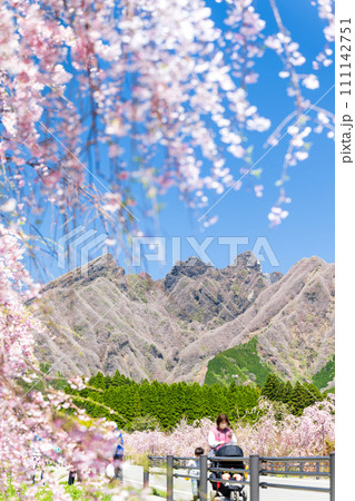 うららかな春に映える阿蘇山を背景に美しい桜が春風に靡く風景「阿蘇郡高森町」「サクラミチ」 111142751