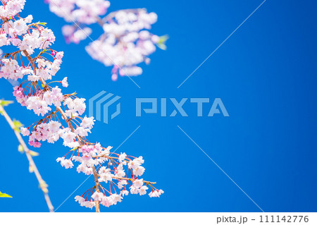 うららかな春に映える美しい桜(枝垂れ桜)が春風に靡く風景「阿蘇郡高森町」「サクラミチ」 うららかな春に映える美しい桜(枝垂れ桜)が春風に靡く風景「阿蘇郡高森町」「サクラミチ」 111142776
